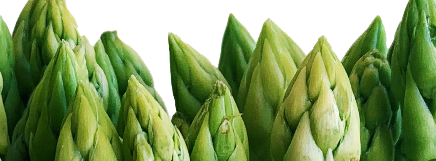 Asparagus