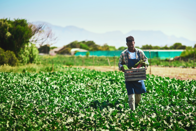 A farmer carries a wooden crate of produce through a large green garden.